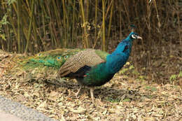 Image of Asiatic peafowl