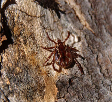 Image of American Levi tick