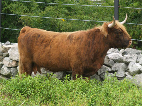 Image of Cow