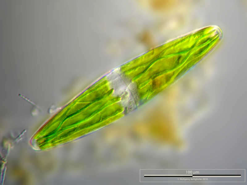 Image of Closterium closteroides