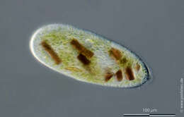 Image of Frontonia leucas