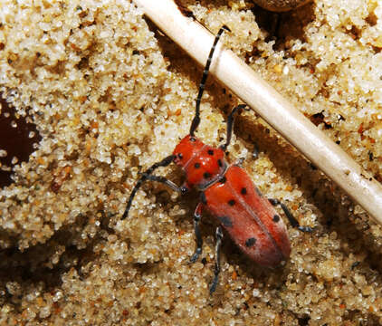 Image of Milkweed Longhorns