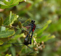 Image of Crimson-ringed Whiteface