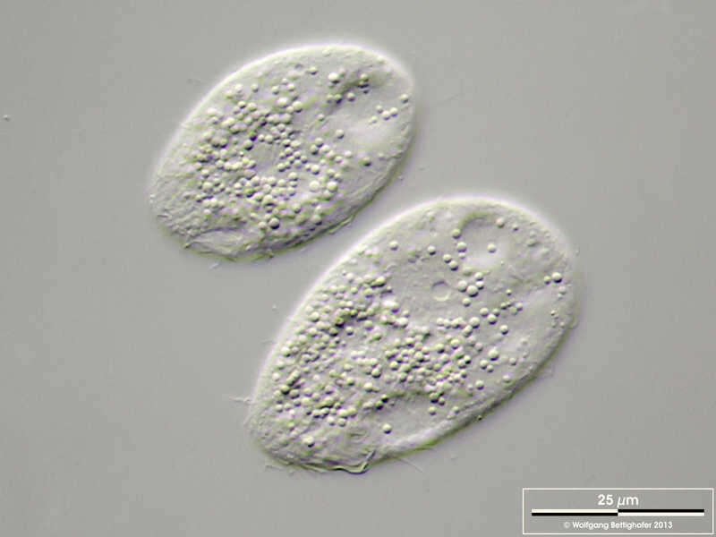 Tetrahymena pyriformis的圖片