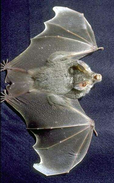 Image of big-eared woolly bat