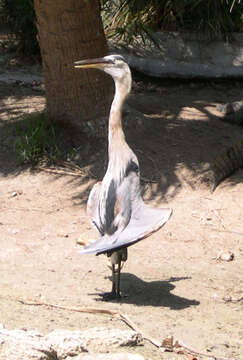 Image of Great Blue Heron