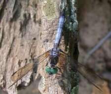 Image of Blue Dasher