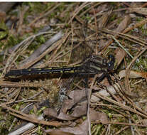 Phanogomphus spicatus (Hagen ex Selys 1854) resmi