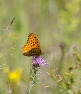 Image of Aphrodite Fritillary