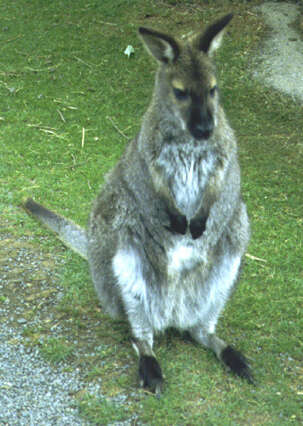 Imagem de Macropus rufogriseus (Desmarest 1817)