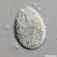 Image of Tetrahymena pyriformis