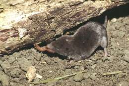 Image of Elliot's Short-tailed Shrew