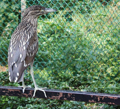 Image of Night Herons