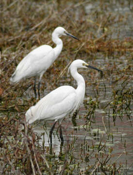 Image of Little Egret