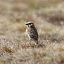 Image of Rufous-necked Snowfinch