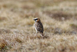 Image of Pyrgilauda Snowfinches