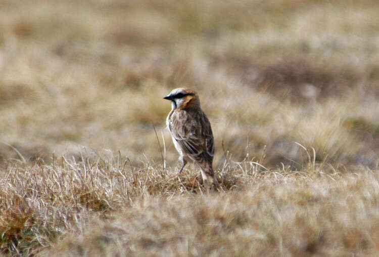 Image of Pyrgilauda Snowfinches