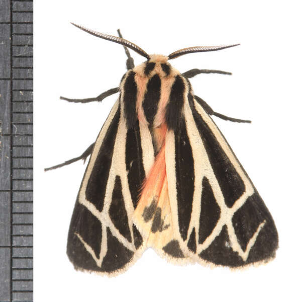 Image of Harnessed Tiger Moth