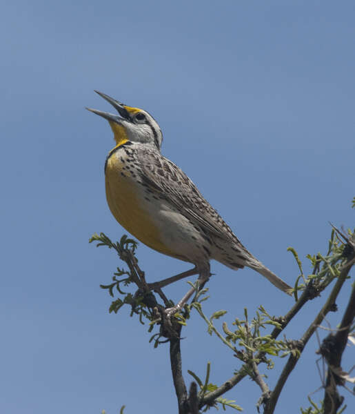 Sturnella magna (Linnaeus 1758) resmi