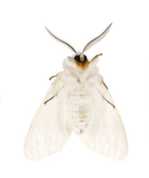 صورة Spilosoma Curtis 1825