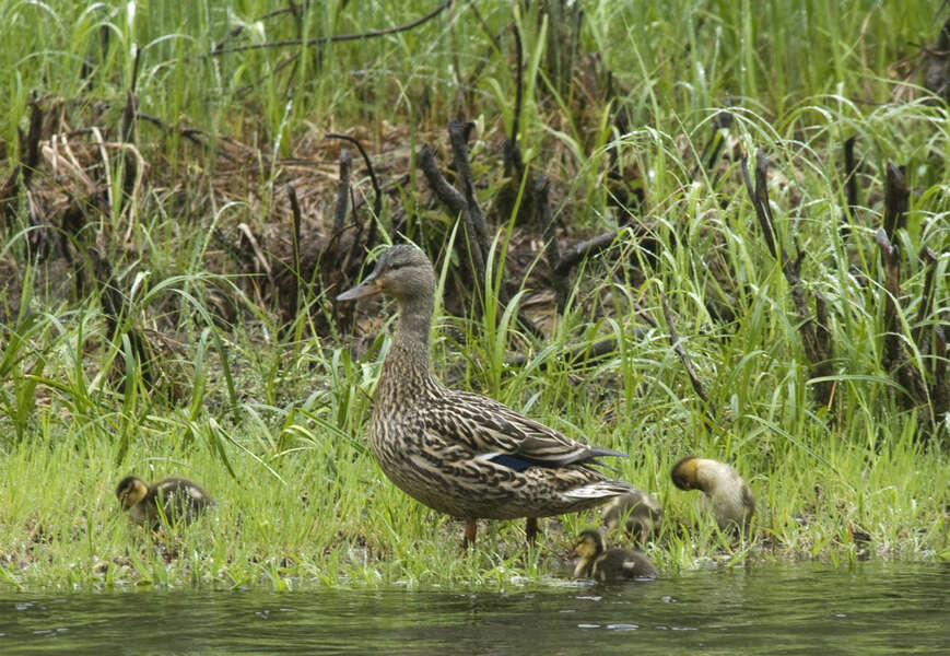 Image of Common Mallard