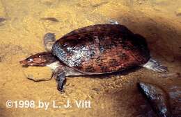 Image of Florida Softshell Turtle