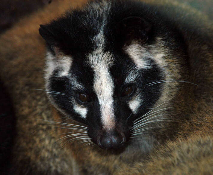 Image of Masked Palm Civet