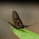 Image of Brown Drake (Mayfly)