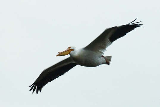 Image of American White Pelican