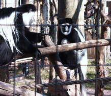 Image of Black-and-white Colobus Monkeys