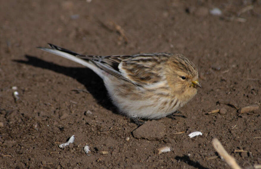 Carduelis flavirostris的圖片