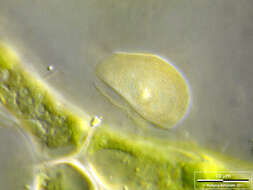 Image of Pyxidicula operculata