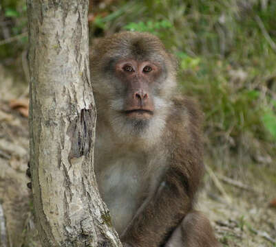 Image of macaques