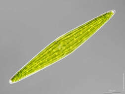 Image of Closterium lunula