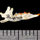 Image of Mexican Long-tailed Shrew