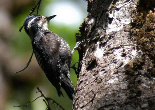 Image of Eurasian Three-toed Woodpecker