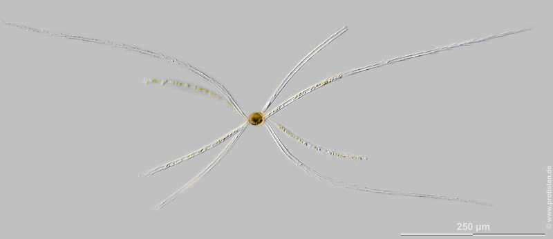 Image of Chaetoceros borealis