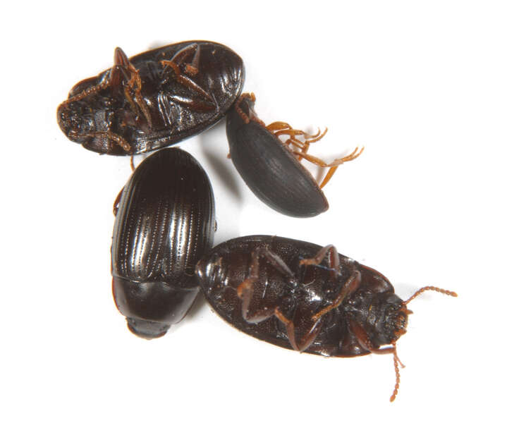 Image of Tetratomidae