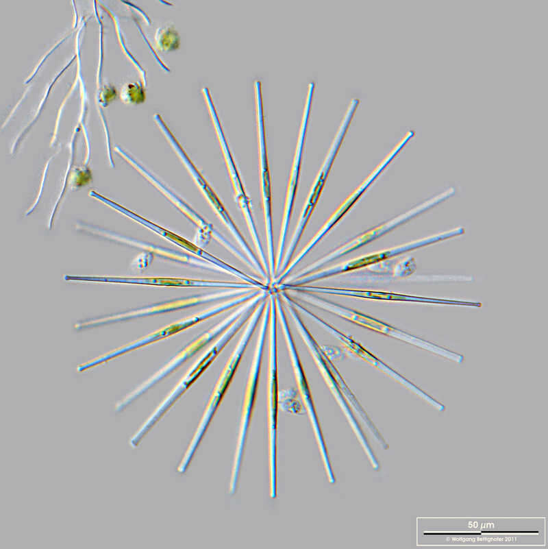 Image of Fragilaria lemanensis