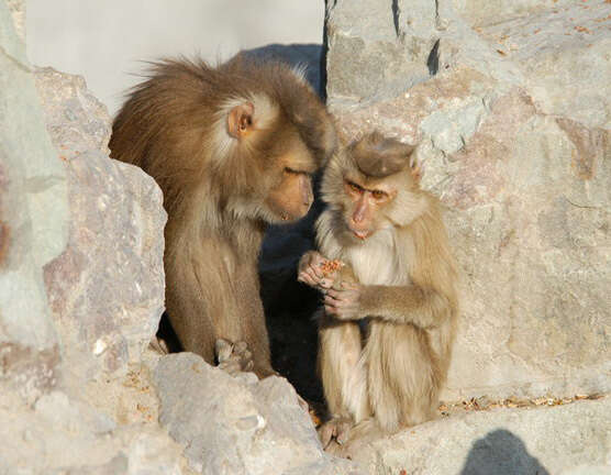 Image of Pig-Tail Macaque