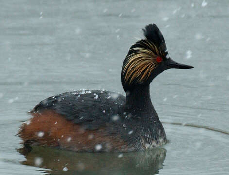 Image of Black-necked Grebe