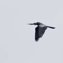 Image of Anhinga