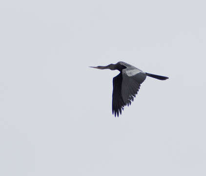 Image of Anhinga Brisson 1760