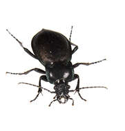 Слика од Carabus (Archicarabus) nemoralis O. F. Müller 1764