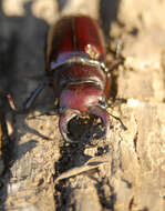 Image of stag beetles