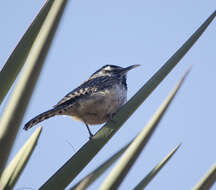 Imagem de Campylorhynchus Spix 1824