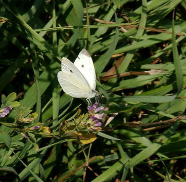 Image of small white