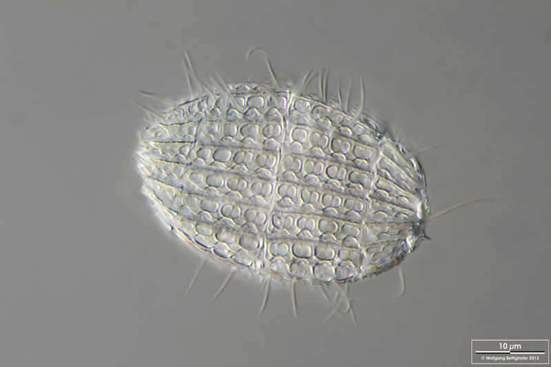 Image of Coleps hirtus