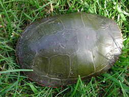 Image of Eastern Painted Turtle