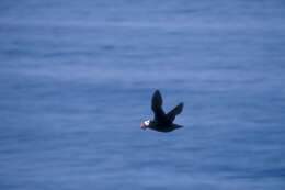 Image of Tufted Puffin